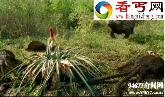 沼泽章鱼,预测将在一亿年后诞生(目前并不存在)