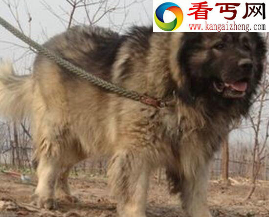 柏林墙边境的守护者——高加索牧羊犬