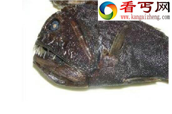食人魔鱼——外表恐怖至极却从不食人