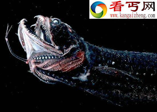 食人魔鱼——外表恐怖至极却从不食人