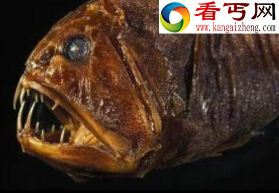 食人魔鱼——外表恐怖至极却从不食人
