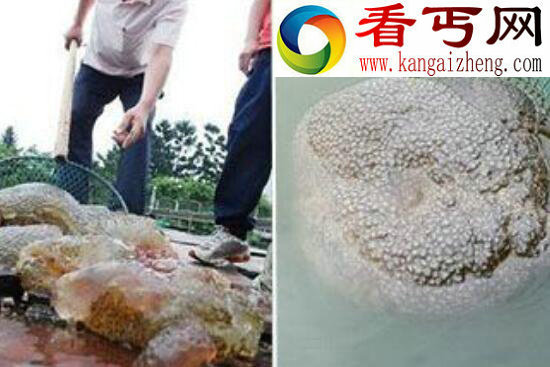 左海水怪之谜，恐怖水怪背后的事实真相