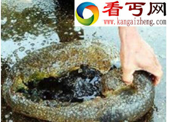 左海水怪之谜，恐怖水怪背后的事实真相