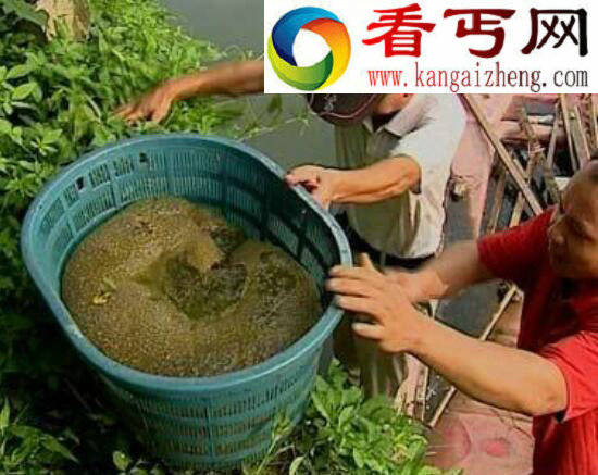 左海水怪之谜，恐怖水怪背后的事实真相