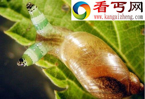 八种寄生虫及其宿主入侵大脑