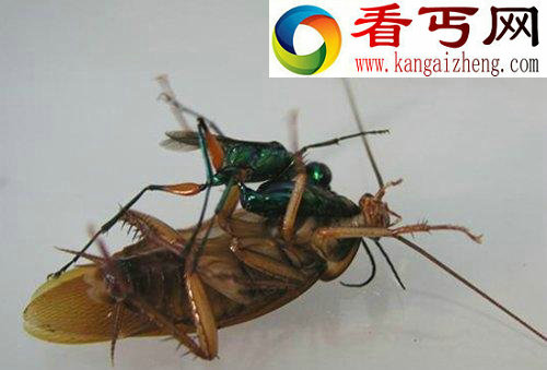 八种寄生虫及其宿主入侵大脑