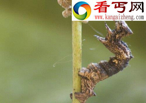 八种寄生虫及其宿主入侵大脑