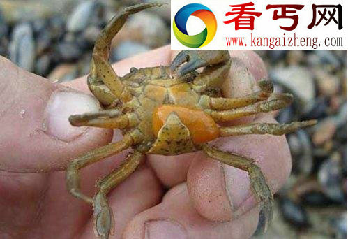八种寄生虫及其宿主入侵大脑