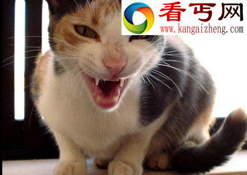 八种寄生虫及其宿主入侵大脑