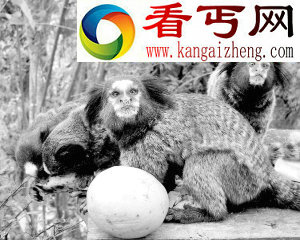 噪声严重影响相互交流 猴子爱安静远远甚于爱食物