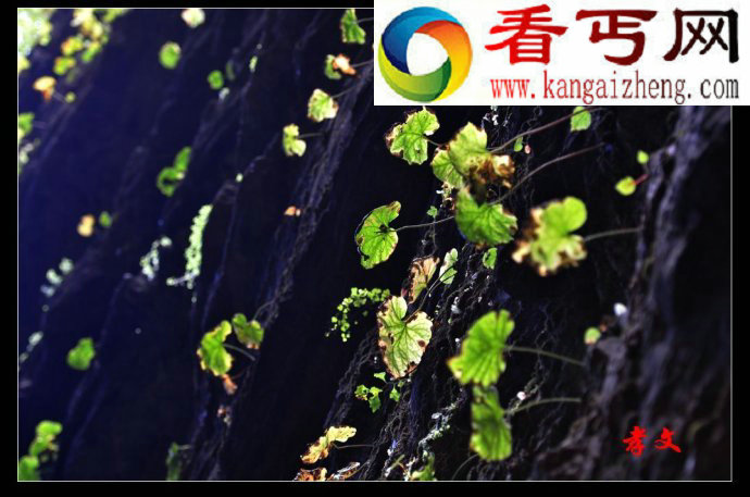 植物叶子为何千差万别？