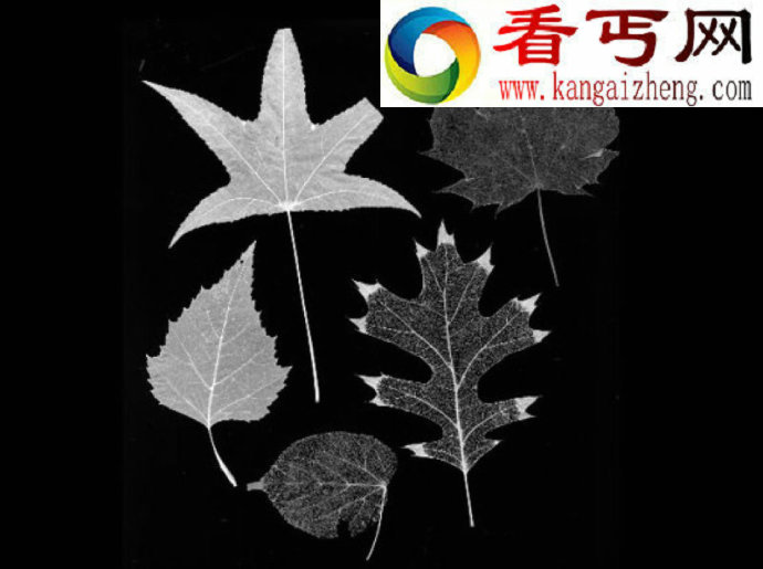 植物叶子为何千差万别？