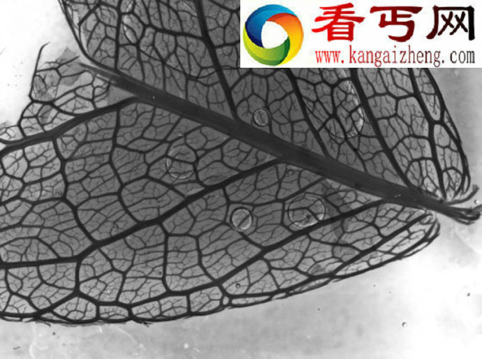 植物叶子为何千差万别?