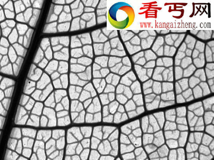 植物叶子为何千差万别?