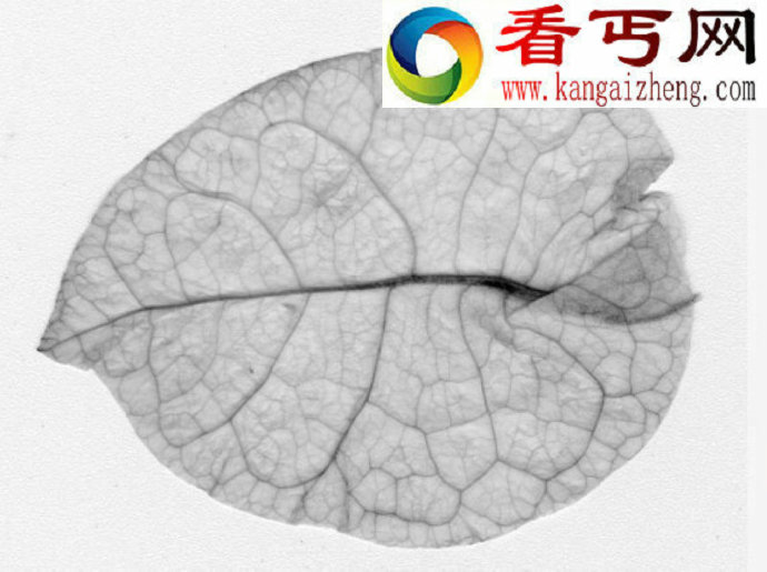 植物叶子为何千差万别?