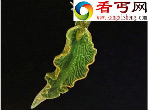 十大吞食阳光的稀奇生物