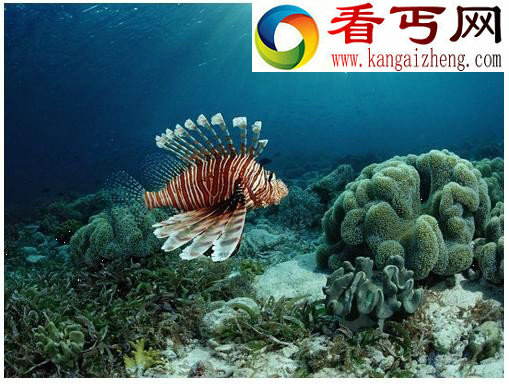十大吞食阳光的稀奇生物
