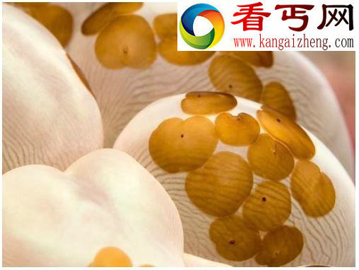 十大吞食阳光的稀奇生物