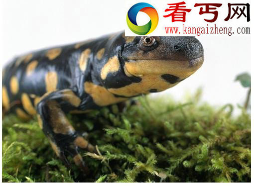 十大吞食阳光的稀奇生物