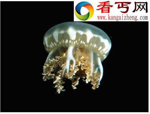 十大吞食阳光的稀奇生物
