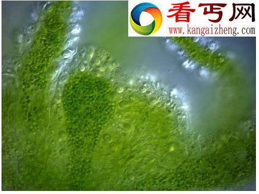 十大吞食阳光的稀奇生物