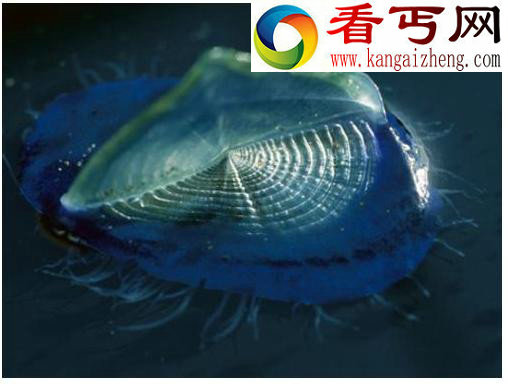 十大吞食阳光的稀奇生物