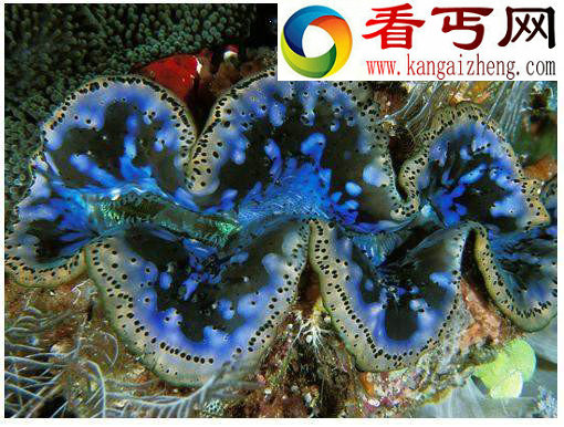 十大吞食阳光的稀奇生物