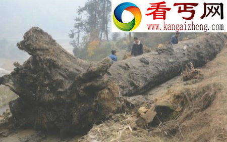 村民挖疑似乌木值数亿 官方称属国家