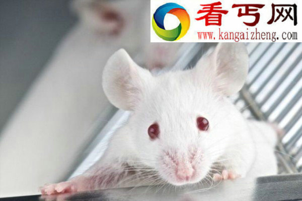科学家对老鼠肌肉干细胞进行“返老还童”