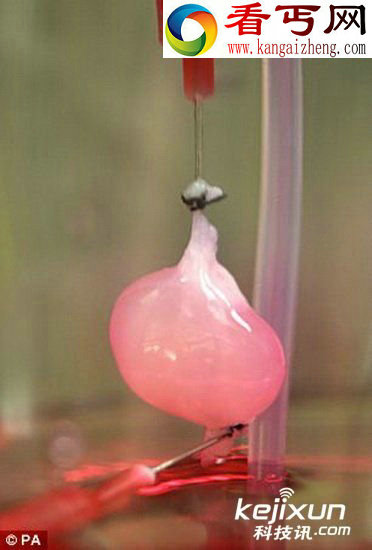 科学家培育能过滤血液产生尿液老鼠肾器官