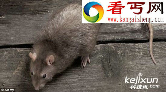 科学家培育能过滤血液产生尿液老鼠肾器官