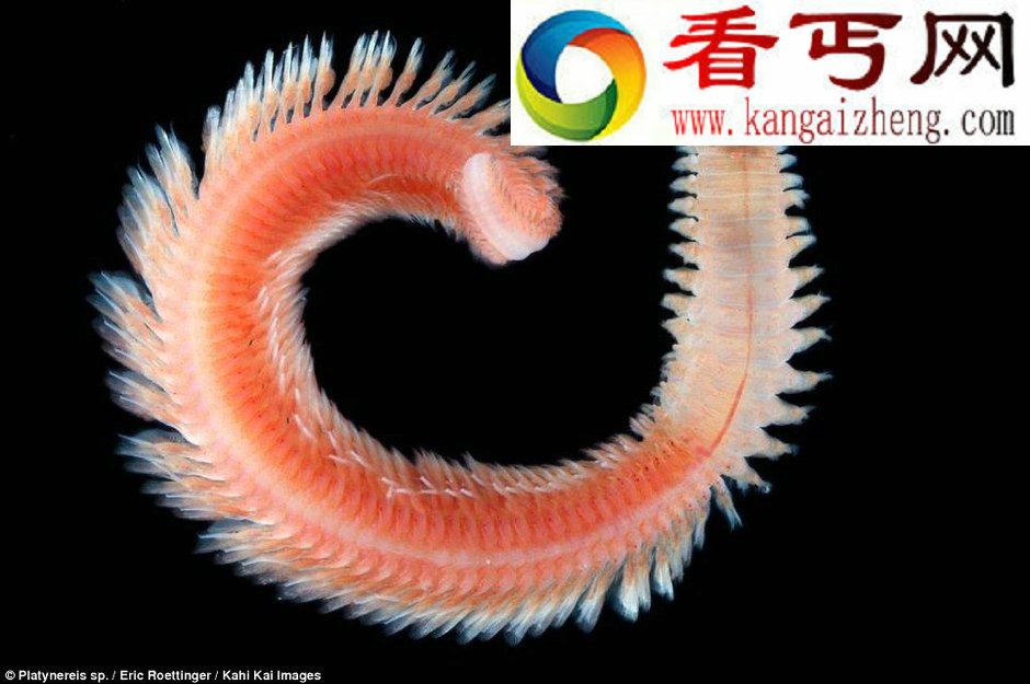 法国科考船发现150万种新生物