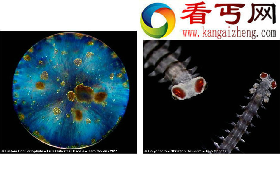 法国科考船发现150万种新生物