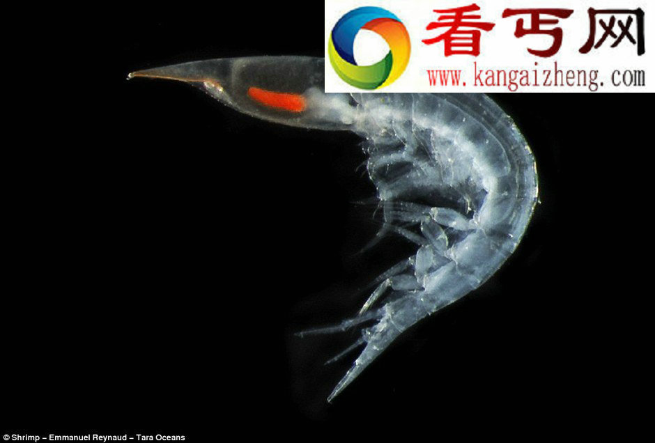 法国科考船发现150万种新生物