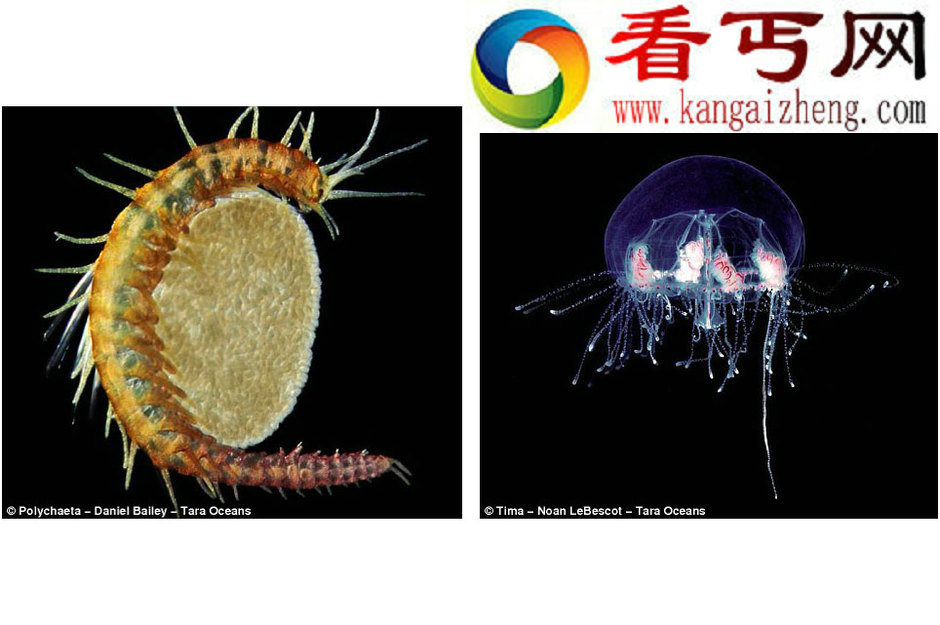 法国科考船发现150万种新生物