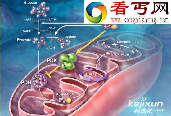 拥有有一个父亲两个“母亲”的婴儿或将诞生