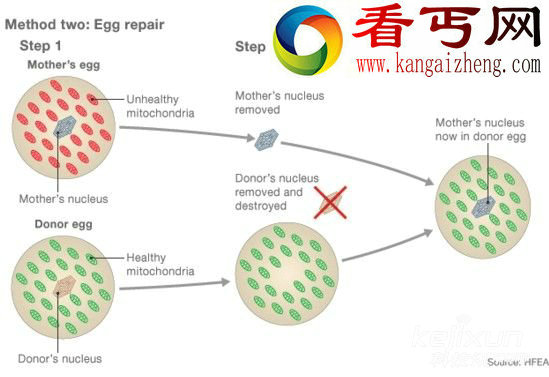 拥有有一个父亲两个“母亲”的婴儿或将诞生