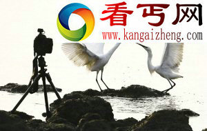鸟儿翩翩舞 镜头啪啪闪