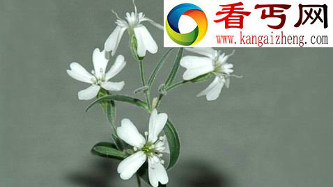 俄罗斯科学家成功复活三万年前植物种子(图) 