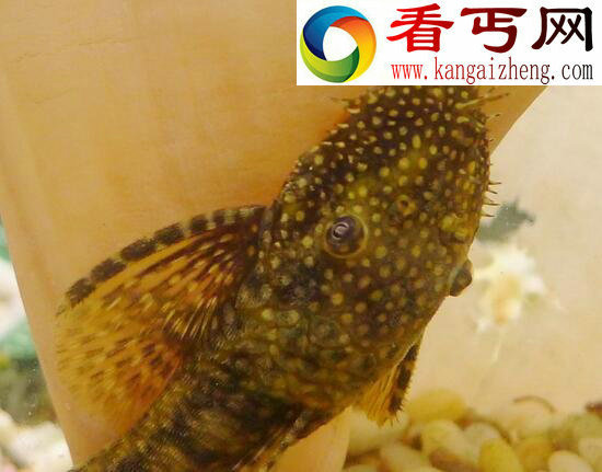 盘点世界十大恐怖鬼鱼,长相令人发指(胆小勿入)