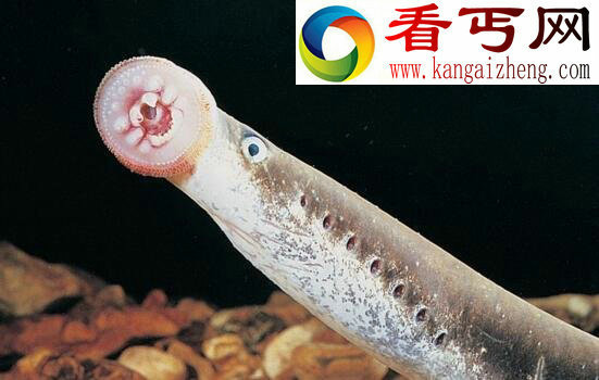 盘点世界十大恐怖鬼鱼,长相令人发指(胆小勿入)