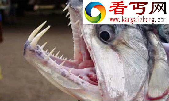 盘点世界十大恐怖鬼鱼,长相令人发指(胆小勿入)