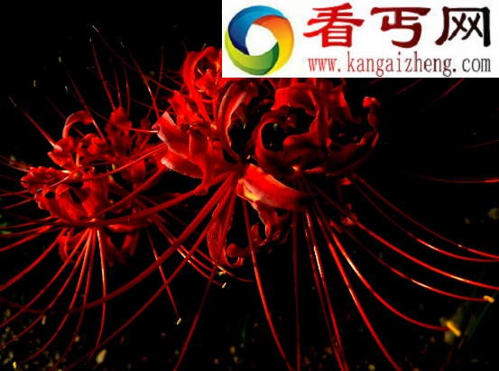 关于彼岸花的传说，花叶永不相见的凄美爱情