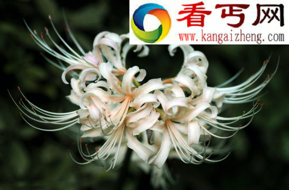 关于彼岸花的传说，花叶永不相见的凄美爱情