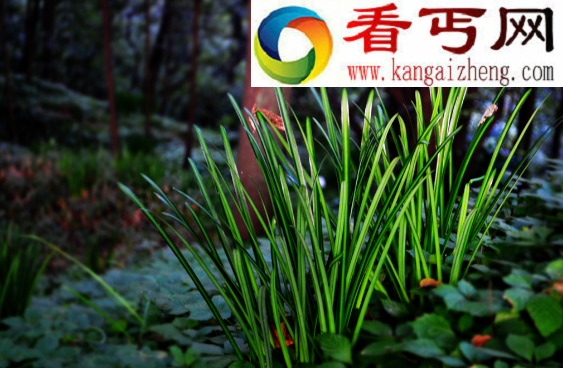 关于彼岸花的传说，花叶永不相见的凄美爱情