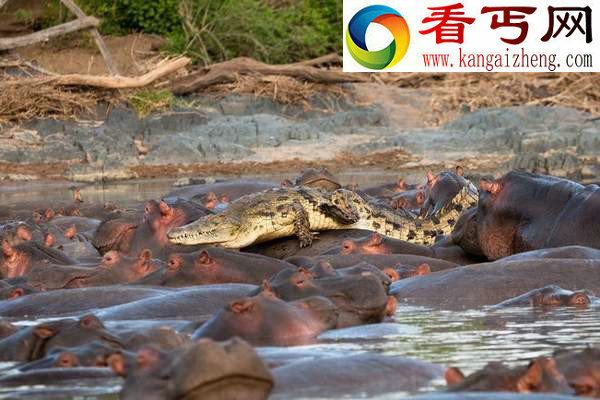 鲁莽鳄鱼闯入河马群被咬死