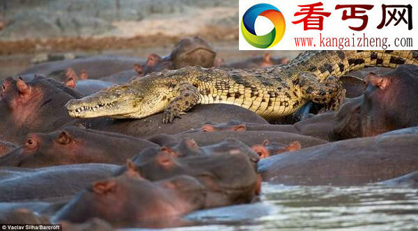 鲁莽鳄鱼闯入河马群被咬死