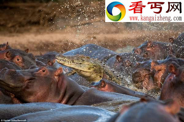 鲁莽鳄鱼闯入河马群被咬死