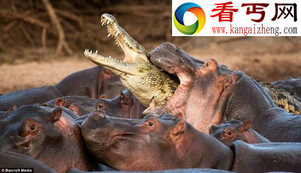 鲁莽鳄鱼闯入河马群被咬死