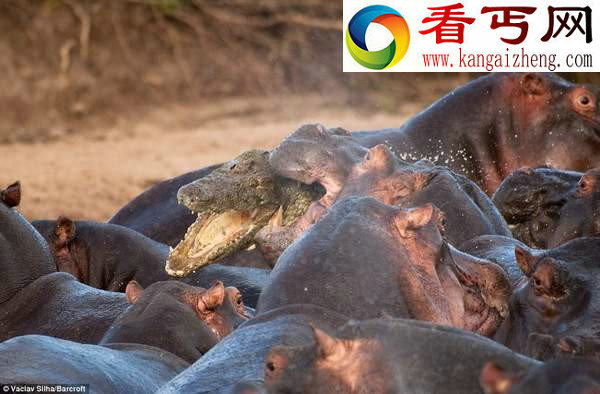 鲁莽鳄鱼闯入河马群被咬死